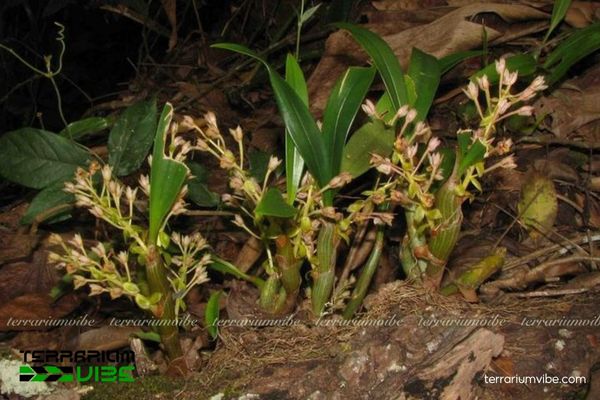 Lan Len Rỉ Sắt 2 Lan Len Rỉ Sắt sinh trưởng trong rừng ẩm, ưa bóng râm