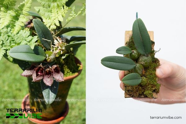 Lan Lọng Giầy 3 Đăc tính thích nghi linh hoạt của Lan Lọng Giầy trong hồ cạn