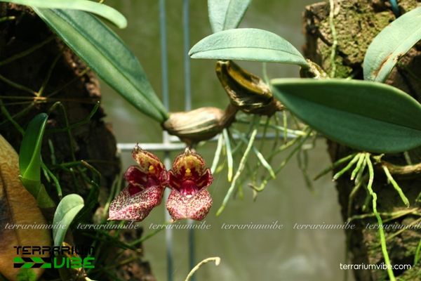 Lan Lọng Giầy 4 Đảm bảo các yếu tố cơ bản cho Lan Lọng Giầy trong terrarium