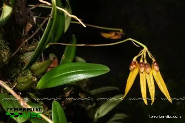 Lan Lọng Tà 1 Đặc điểm hình thái sunh học của Lan Lọng Tà