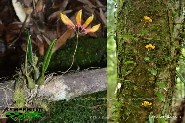 Lan Lọng Tà 2 Lan Lọng Tà sống trong môi trường rừng ẩm núi cao