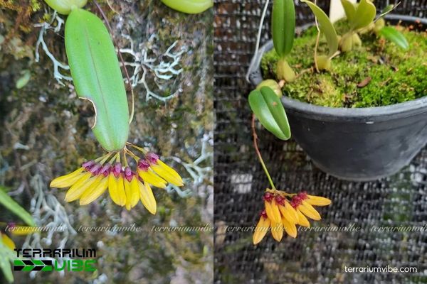 Lan Lọng Tà 3 Lan Long Tà có đặc tính phù hợp khi làm terrarium