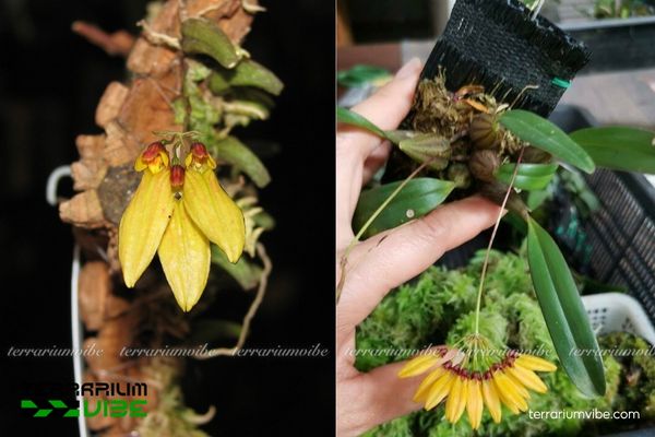 Lan Lọng Tà 4 Cách chăm sóc cây cơ bản cho Lan Lọng Tà trong hồ cạn