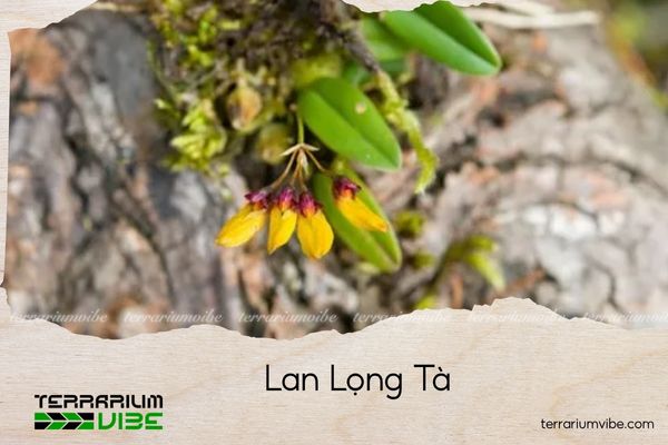 lan-long-ta lan lọng tà