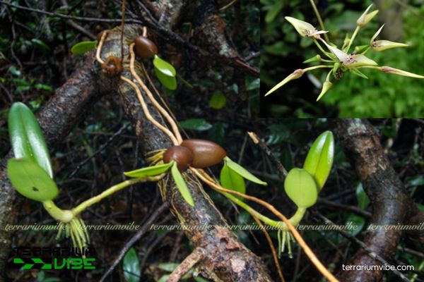 Lan Lọng Tai Thỏ 1 Đặc điểm hình thái sinh học của cây Lan Lọng Tai Thỏ