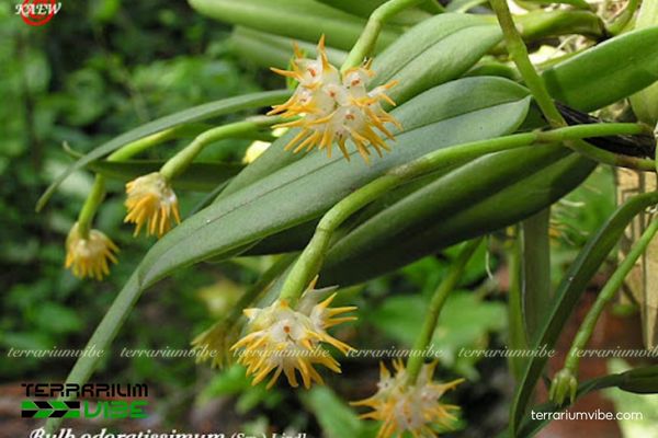 Lan Lọng Thơm 1 Đặc điểm hình thái sinh học của Lan Lọng Thơm