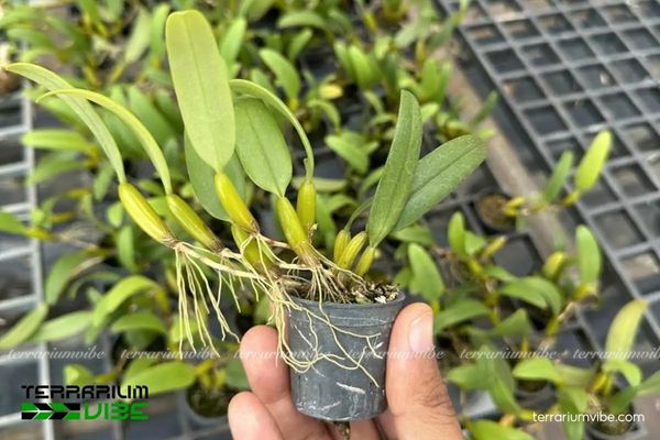 Lan Lọng Thơm 3 Lan Lọng Thơm có đặc tính thích nghi tốt trong hồ cạn