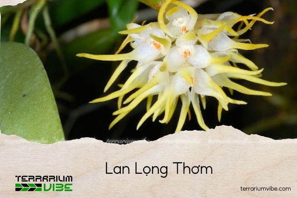 lan-long-thom lan lọng thơm