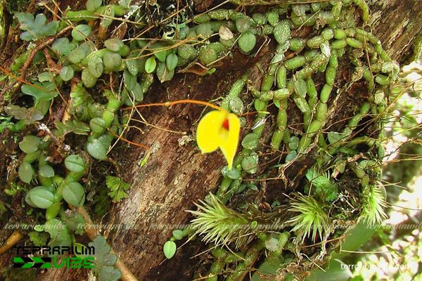 Lan Long Vàng 1 Đặc điểm hình thái sinh học của Lan Long Vàng