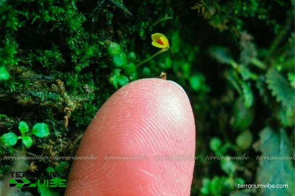 Lan Long Vàng 2 Lan Long Vàng p0hats triển trên thân cây và đá ẩm