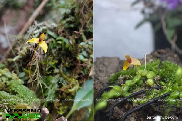 Lan Long Vàng 3 Lan Long Vàng thích nghi đa dạng trong tiểu cảnh terrarium