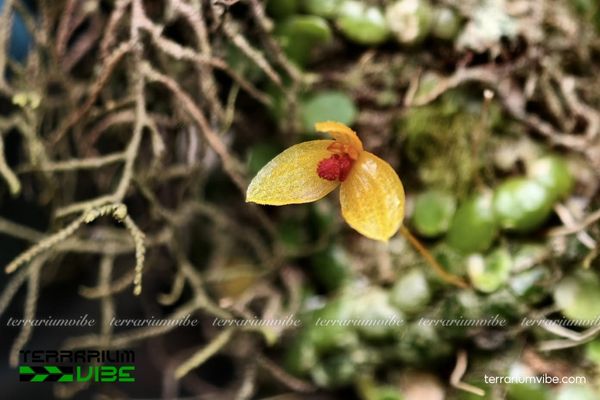 Lan Long Vàng 4 Cách chắm sóc cơ bản Lan Long Vàng trong terrarium