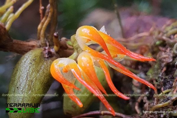 Lan Lọng Xinh 1 Phân loại sinh học và hình dáng loài Lan lọng Xinh