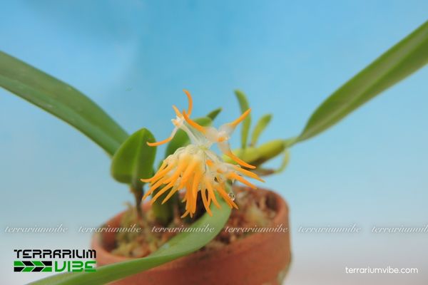 Lan Lọng Xinh 4 Cách chăm sóc cơ bản cây Lan Lọng Xinh rong terrarium