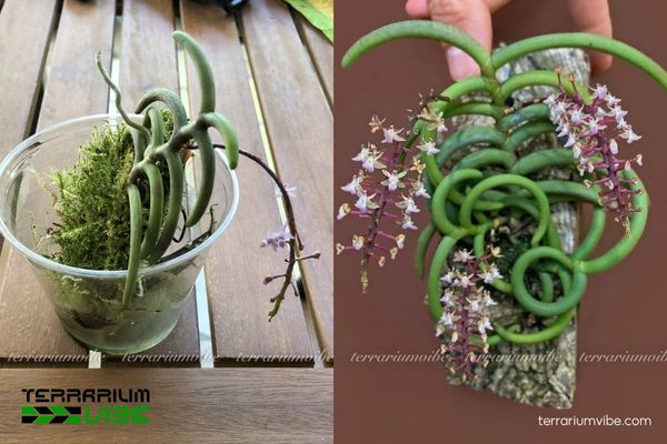 Lan Miệng Kín Cong 4 Cách chăm sóc cơ bản Lan Miệng Kín Cong trong terrarium