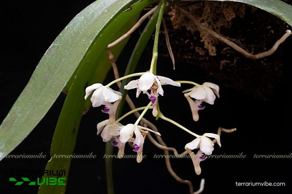 Lan Môi Dài Ba Răng 2 Lan Môi Dài Ba Răng mọc phụ sinh trên thân cây trong rừng ẩm nhiệt đới