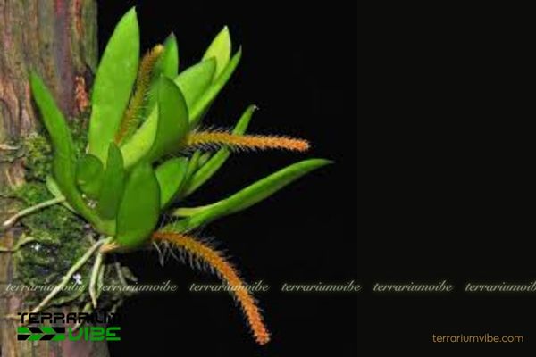 Lan Móng Rùa 1 Đặc điểm hình thái sinh học của Lan Móng Rùa