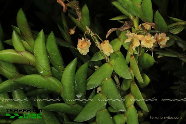 Lan Móng Rùa 2 Lan Móng Rùa sống trong môi trường nhiệt đới và phụ sinh trên cành cây lớn