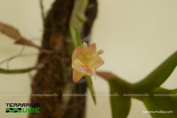 Lan Móng Rùa 3 Lan Móng Rùa phù hợp trong thiết kế gắn trên giá thể làm tiểu cảnh