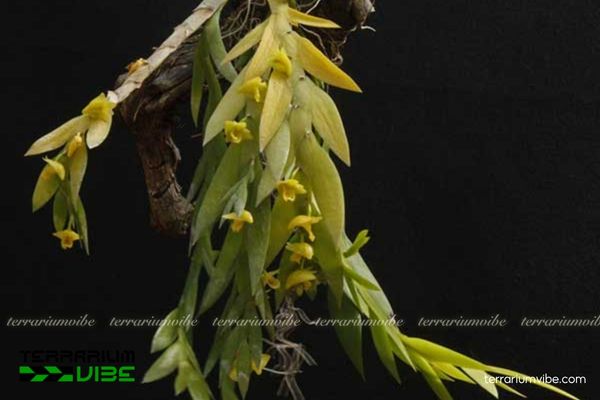 Lan Móng Rùa 4 Lưu ý các yếu tố môi trường khi chăm sóc Lan Móng Rùa