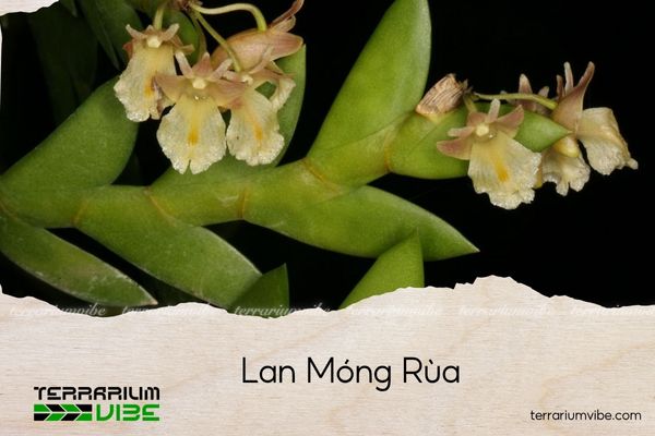 lan-mong-rua lan móng rùa