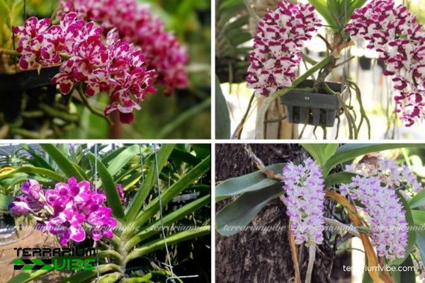 Lan Ngọc Điểm 1 Phân loại học và hình thái của Lan Ngọc Điểm