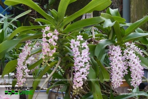 Lan Ngọc Điểm 2 Lan Ngọc Điểm sống trong môi trường nhiệt đới, sống bám trên cây gỗ lớn