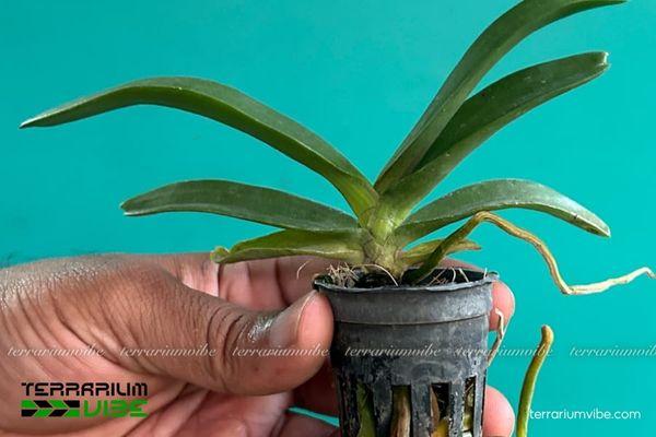 Lan Ngọc Điểm 3 Lan Ngọc Điểm thích hợp trong kiểu terrarium bám mở