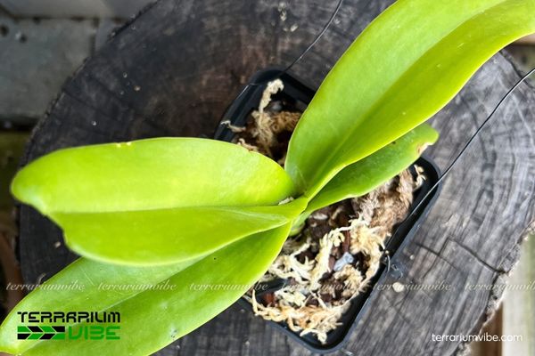 Lan Ngọc Điểm 4 Một số yếu tố cần lưu ý khi chăm sóc Lan Ngọc Điểm trong hồ cạn