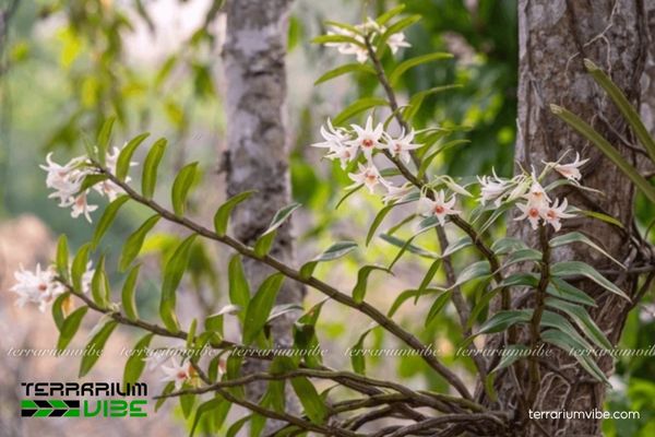 Lan Nhất Điểm Hồng 2 Lan Nhất Điểm Hồng mọc phụ sinh trên thân cây trong rừng ẩm