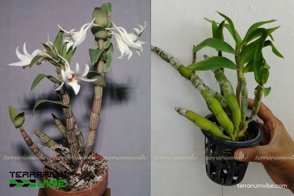 Lan Nhất Điểm Hồng 3 Lan Nhất Điểm Hồng nhỏ gọn, thích hợp trồng trong terrarium