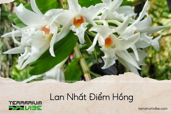 lan-nhat-diem-hong lan nhất điểm hồng