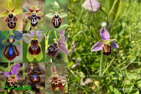 Lan Ong 1 Phân loại học và đặc điểm hình thái của Lan Ong