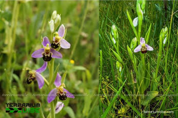 Lan Ong 2 Lan Ông thường xuất hiện trên đồng cỏ, đá vôi hoặc bãi đất trống