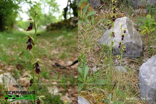 Lan Ruồi 2 Lan Ruồi phân bố khắp châu Âu, ưa đất đá vôi, thảm cỏ cỏ và ven rừng thưa