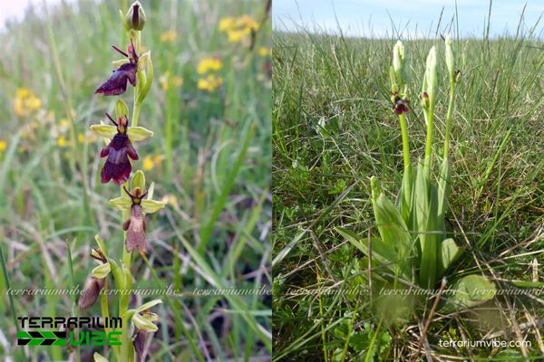 Lan Ruồi 3 Lan Ruồi phân bố khắp châu Âu, ưa đất đá vôi, thảm cỏ cỏ và ven rừng thưa