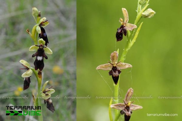 Lan Ruồi 4 Điều kiện môi trường cơ bản về cây Lan Ruồi