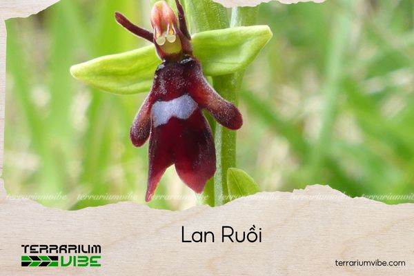 lan-ruoi lan ruồi