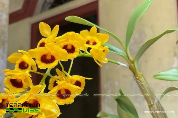 Lan Sơn Thủy Tiên 1 Phân loại học và đặc điểm hình thái Lan Sơn Thủy Tiên