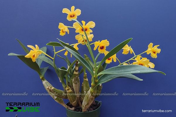 Lan Sơn Thủy Tiên 2 Lan Sơn Thủy Tiên cây sống trên núi cao và bám trên các cây gỗ