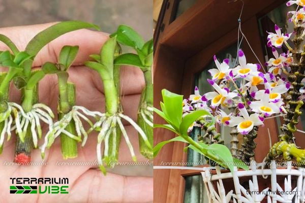 Lan Trúc Phật Bà 1 Đặc điểm hình thái sinh học của Lan Trúc Phật Bà