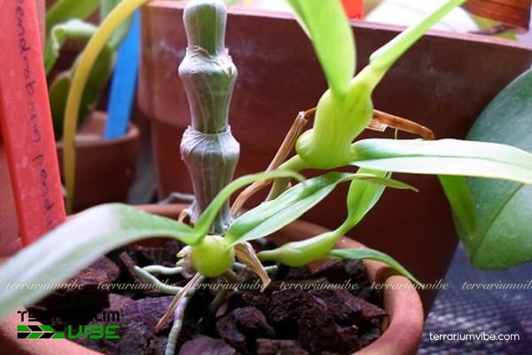 Lan Trúc Phật Bà 4 Điều kiện môi trường hồ cạn cần thiết để Lan Trúc Phật Bà xanh tốt