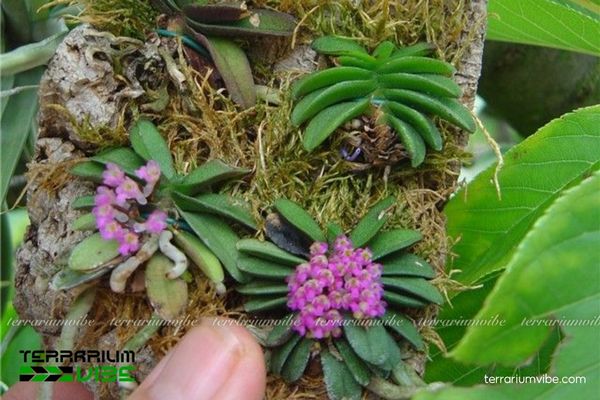 Lan Trứng Bướm 2 Lan hoàng bướm mọc tự nhiên ở rừng Đông Nam Á