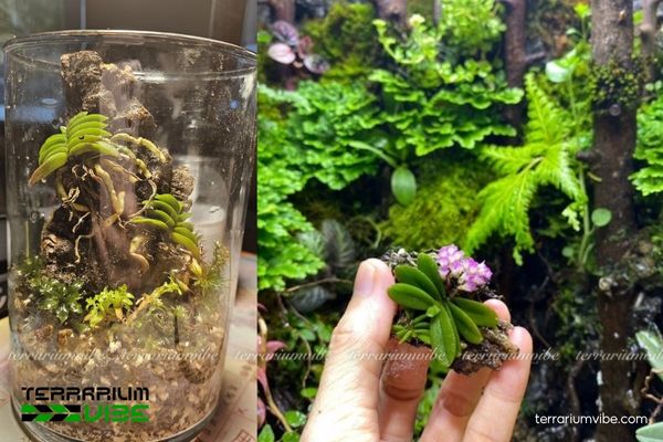 Lan Trứng Bướm 3 Lan nhỏ, sinh trưởng chậm, thích nghi tốt hồ cạn