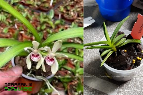 Lan Vanda Uyên Ương 1 Phân loại và đặc điểm hình thái học Lan Vanda Uyên Ương