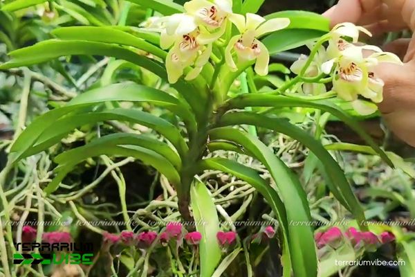 Lan Vanda Uyên Ương 2 Lan Vanda Uyên Ương ở các khu vùng núi và sống bán trên các cây gỗ lớn