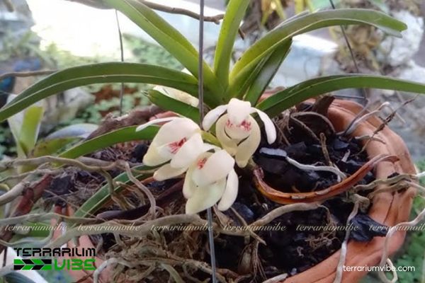 Lan Vanda Uyên Ương 3 Lan Uyên Ương thích nghi linh hoạt và dễ kết hợp với các loài cây