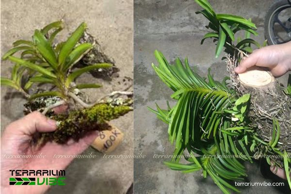 Lan Vanda Uyên Ương 4 Các yếu tố cơ bản cần lưu ý khi chăm sóc Lan Uyên Ương