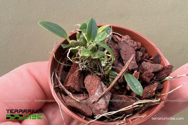 Lan Vảy Rắn 4 Một số điều kiện chăm sóc cây Lan Vảy Rắn trong hồ cạn