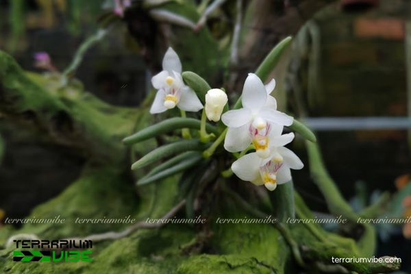 Linh Tử Lan 3 Linh Tử Lan thích hợp trồng trong hồ cạn kín hoặc bán kín